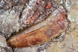 Phytosaur (Redondasaurus) Teeth In Sandstone - New Mexico #107063-4